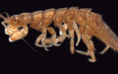 Artículo de la LCF:  Caecidotea camaxtli (Isopoda: Asellidae) a new species from the Tlaxcala valley, Mexico”