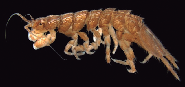Artículo de la LCF: Caecidotea camaxtli (Isopoda: Asellidae) a new species from the Tlaxcala valley, Mexico”
